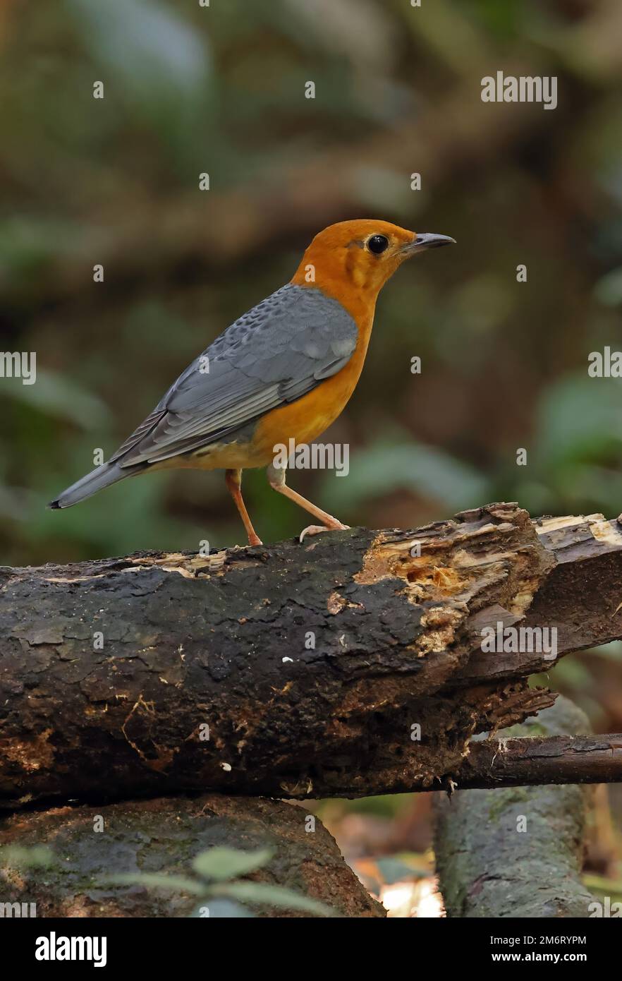 Grive à tête orange (Geokichla citrina) adulte mâle perché sur une bûche de chat de Tien, Vietnam. Décembre Banque D'Images