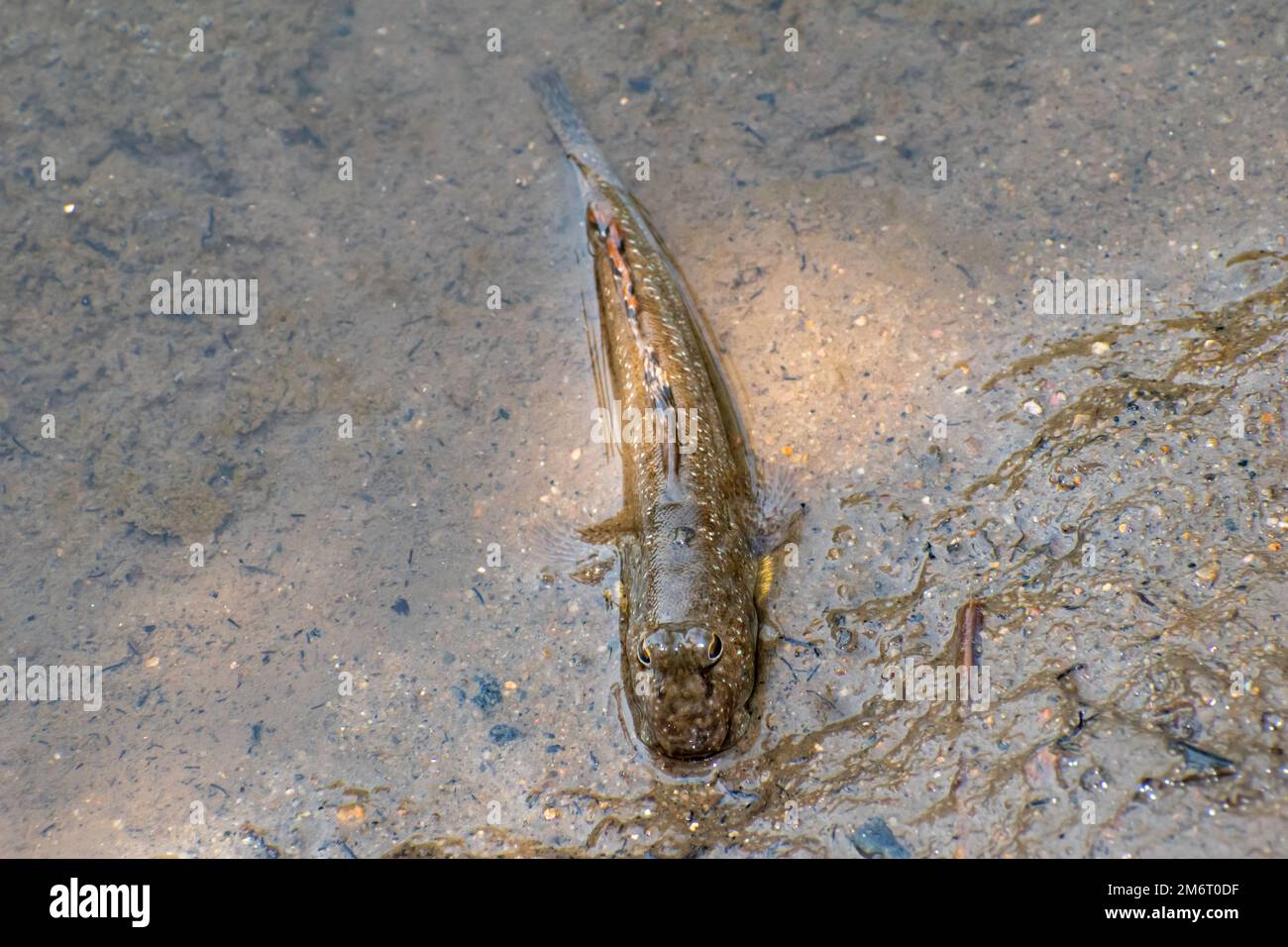 Mudskipper commun (Periophthalmus kalolo) Banque D'Images