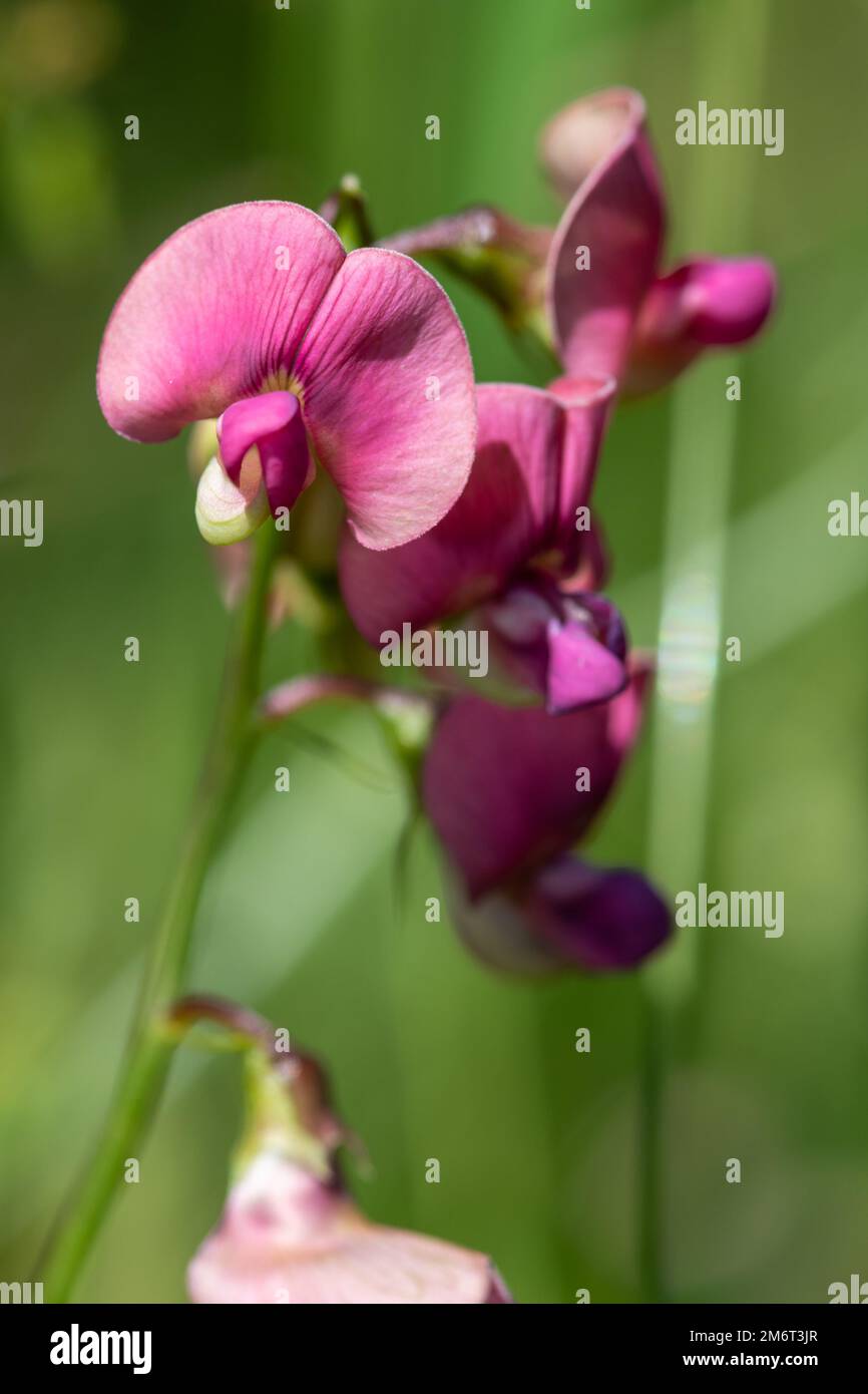 Gros plan de fleurs persistantes de pois doux (lathyrus latifolius) en fleurs Banque D'Images