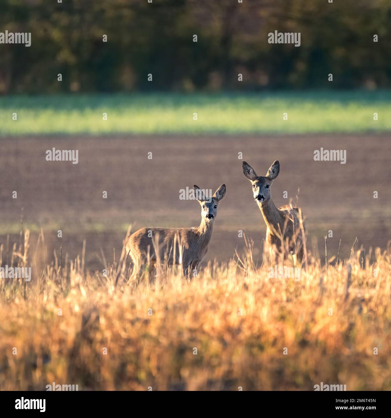 Couple de cerfs du ROE debout à proximité sur le terrain vert à l'intérieur nature estivale ensoleillée Banque D'Images
