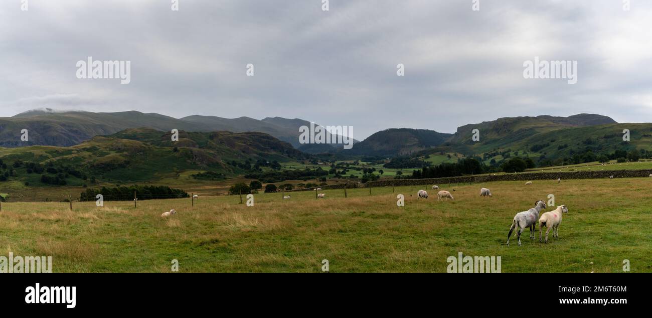 Un paysage panoramique du district des lacs anglais avec de nombreux moutons paître les champs Banque D'Images