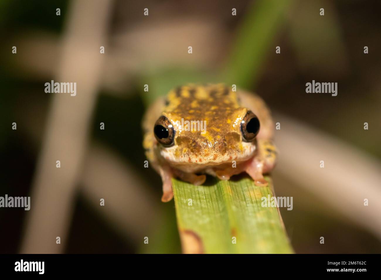 Grenouille à roseau peinte (Hyperolius marmoratus) Banque D'Images