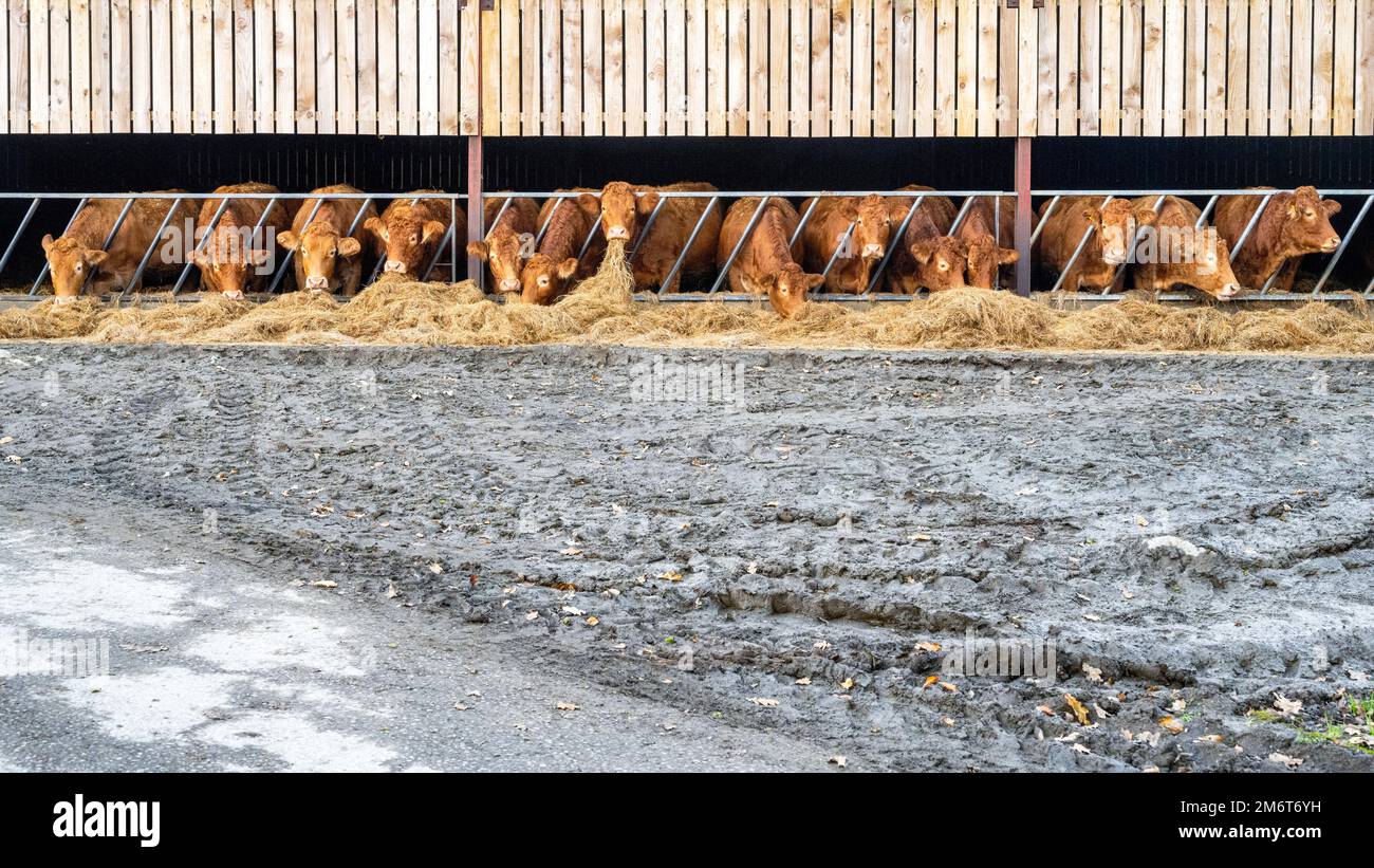 Vaches appréciant un repas dans une ferme à Devon, Royaume-Uni. Banque D'Images