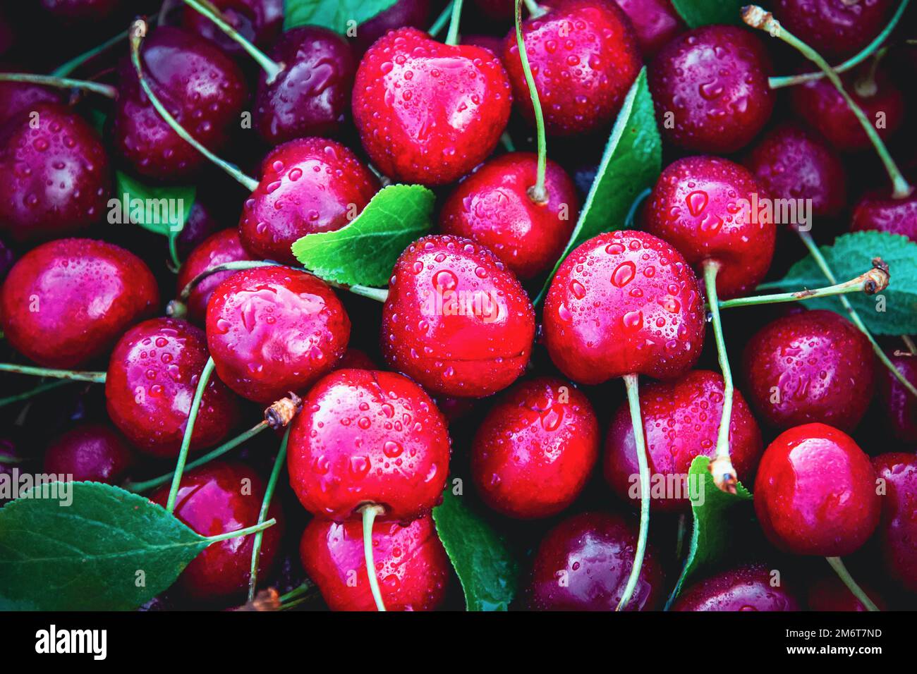 Cerise mûre récoltée dans le jardin d'été, cerises douces avec des feuilles vertes, fruits mouillés, fond alimentaire Banque D'Images