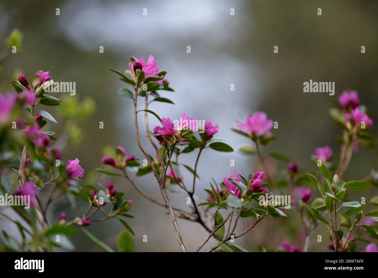 Un grand buisson en fleur Rhododendron. Beaucoup de fleurs roses Rhododendron, beau fond. fleur rose Banque D'Images