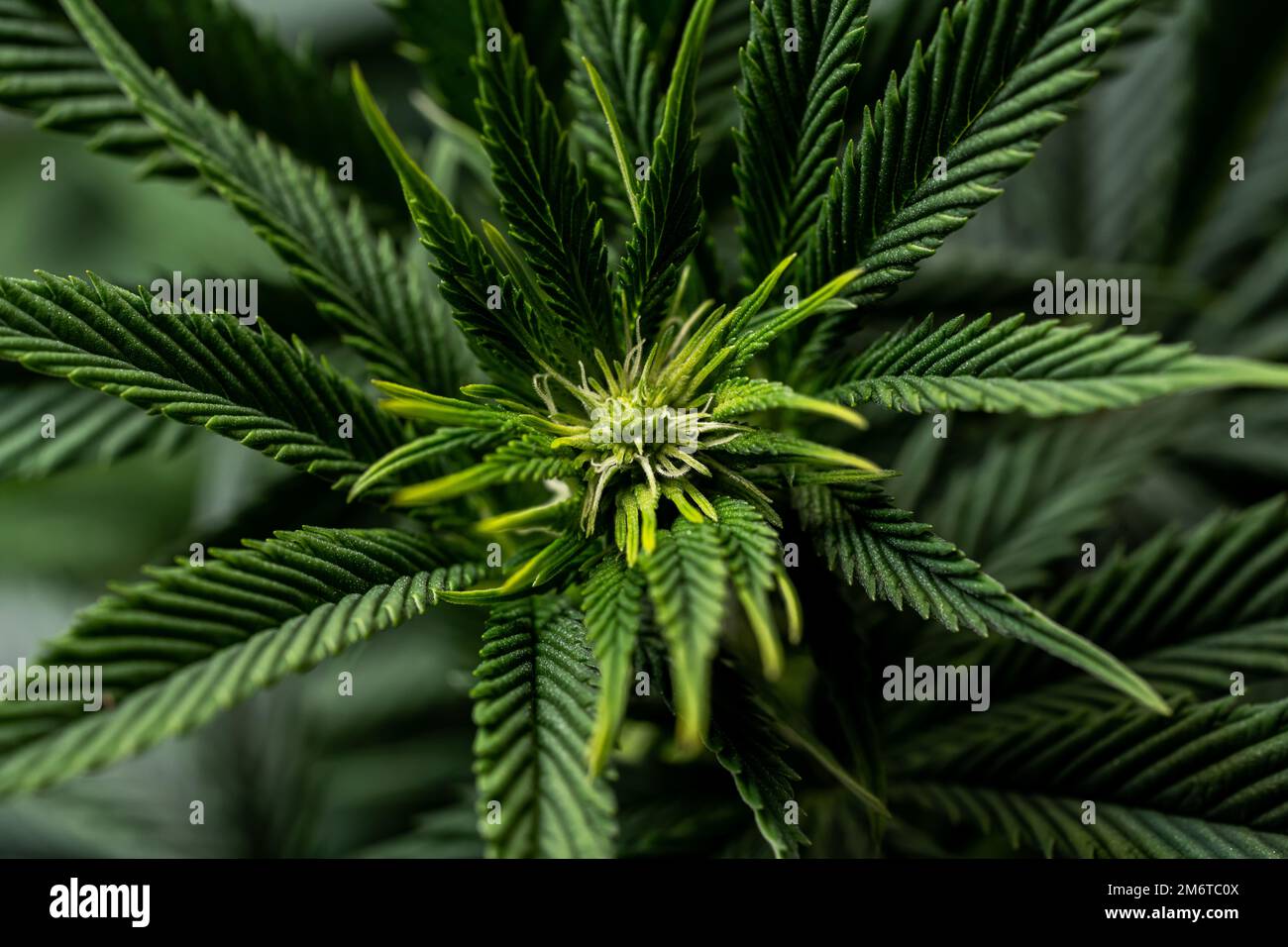 Gros plan de la semaine de bourgeon de la plante de cannabis 2 Banque D'Images