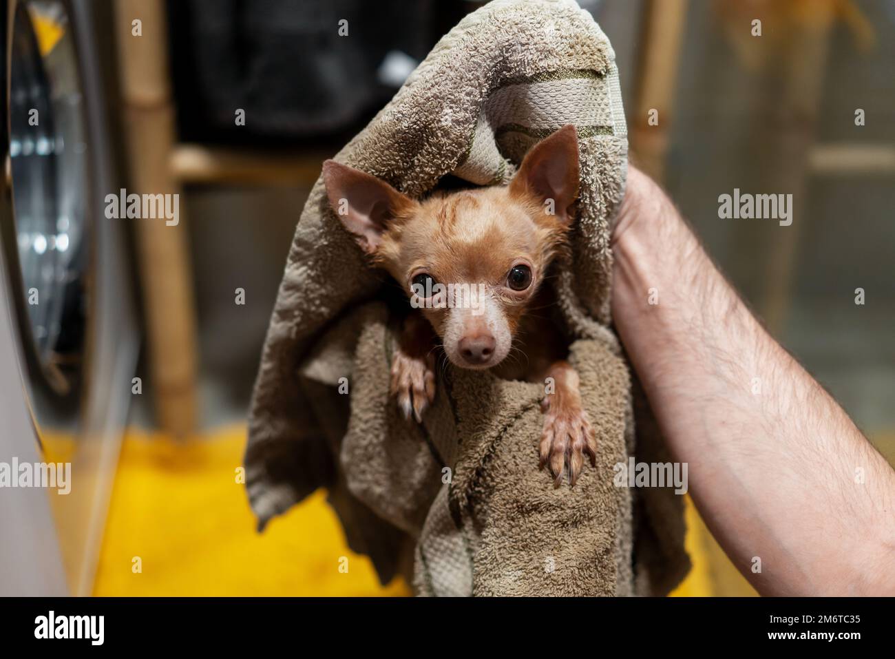 Essuyant avec une serviette le petit chien Toy Terrier après le bain. Banque D'Images