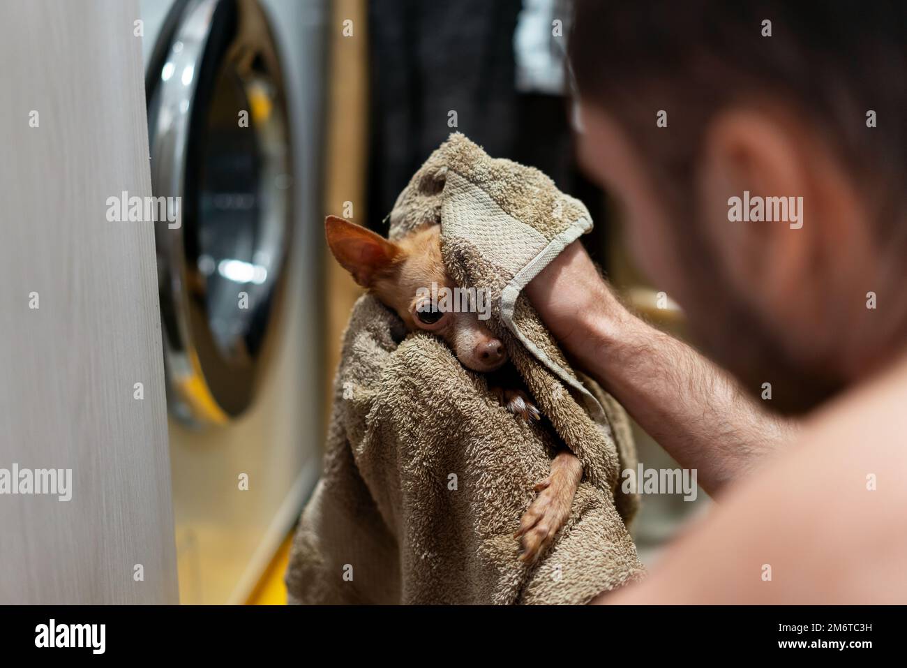 Le propriétaire essuyant avec une serviette son petit chien Toy Terrier après le bain. Banque D'Images