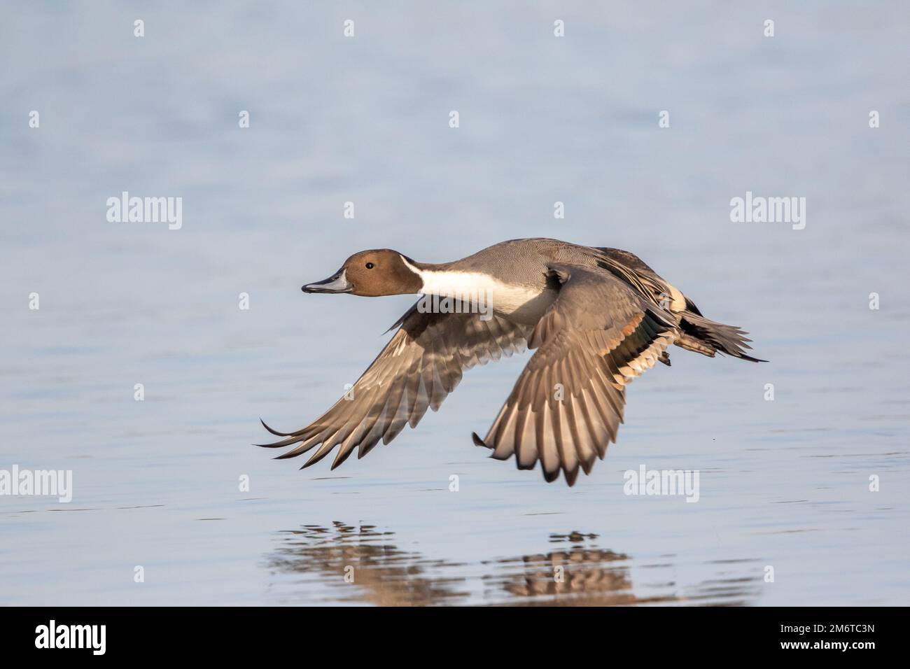 Northern Pintail (Anas acuta), homme adulte en vol, WWT Slimbridge, Gloucestershire, Angleterre, décembre. Banque D'Images
