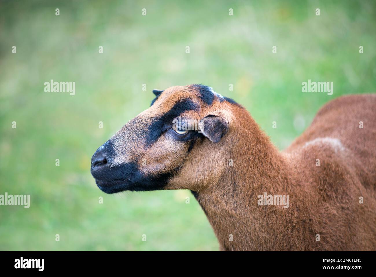 Mouton brun simple sur pâturage vert sec Banque D'Images