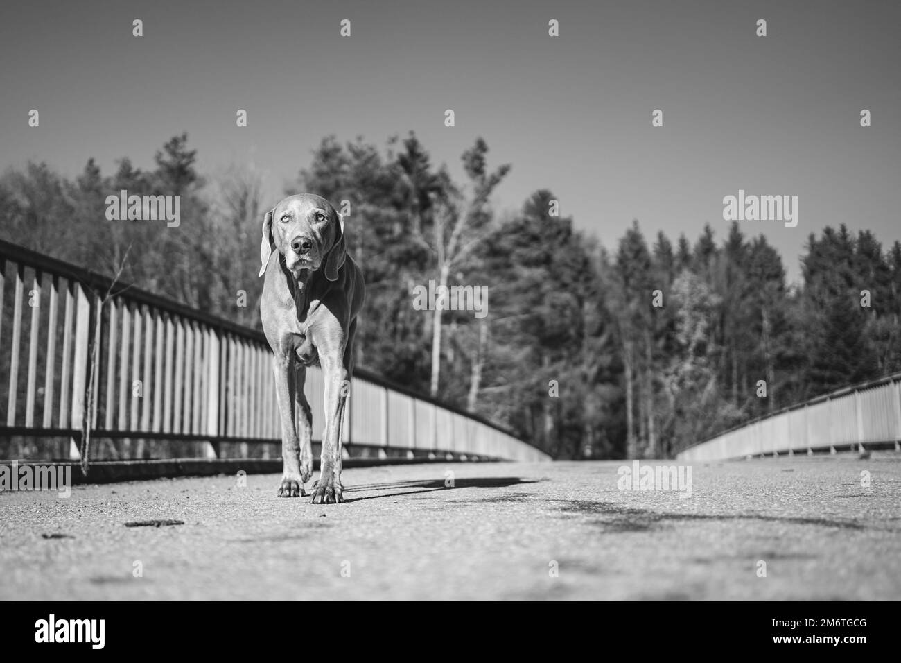 Photo en niveaux de gris d'un Weimaraner sur un pont Banque D'Images