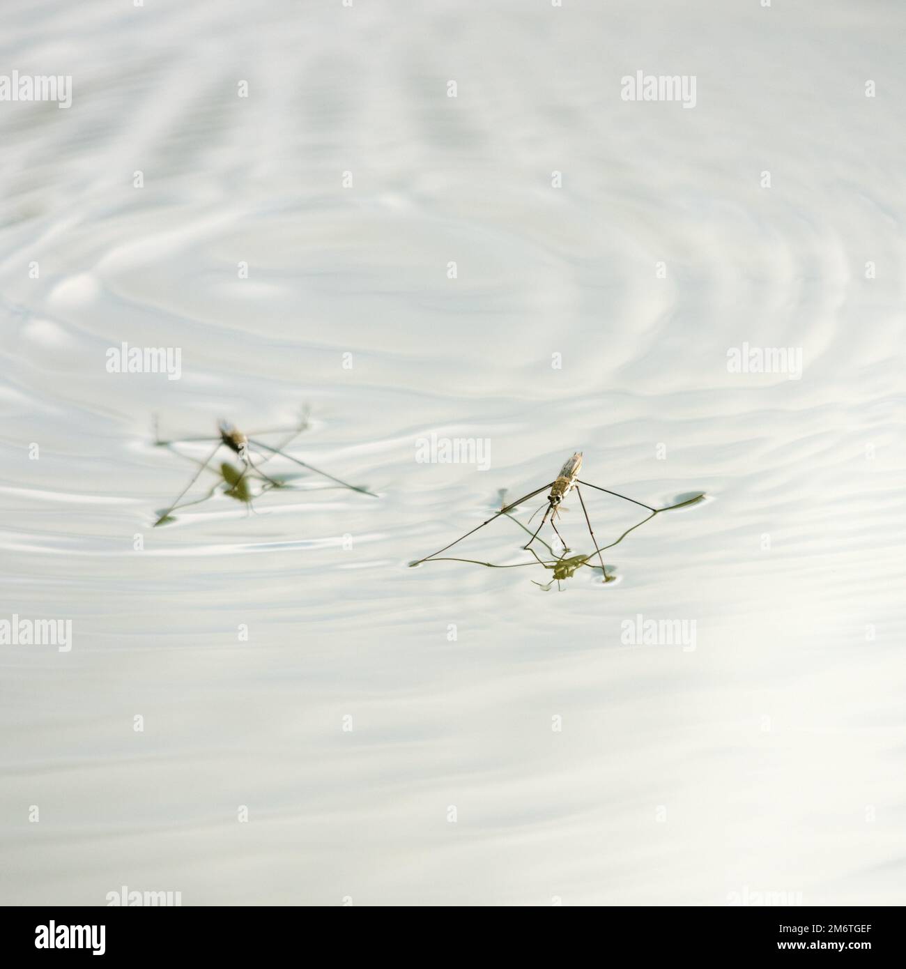Un joli patineur d'étang (Gerris lacustris) surfant sur le sommet de la rivière. Banque D'Images