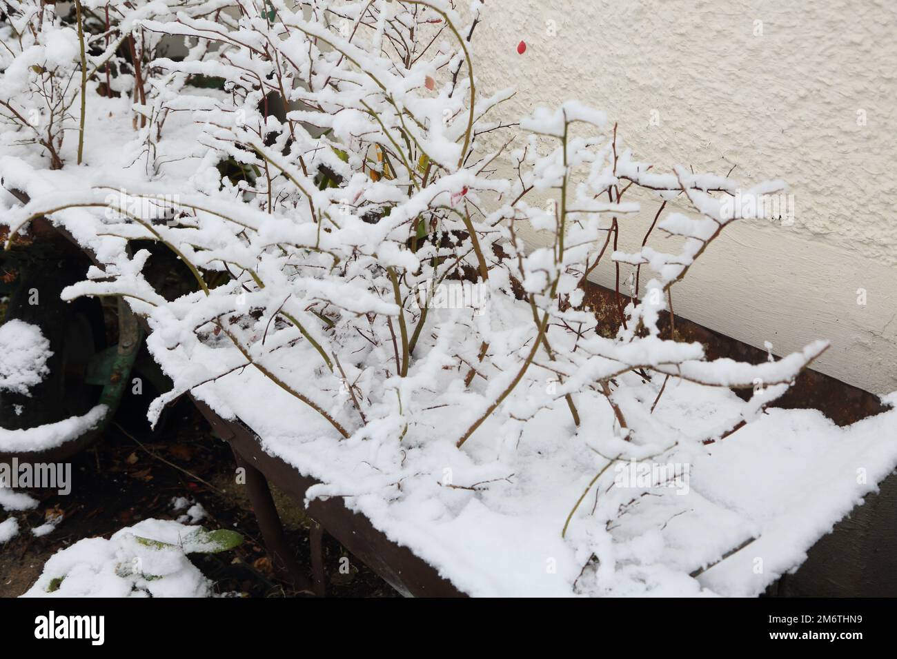 Blueberry Plant dans Wheel Barrow couvert dans la neige dans le Surrey d'hiver en Angleterre Banque D'Images