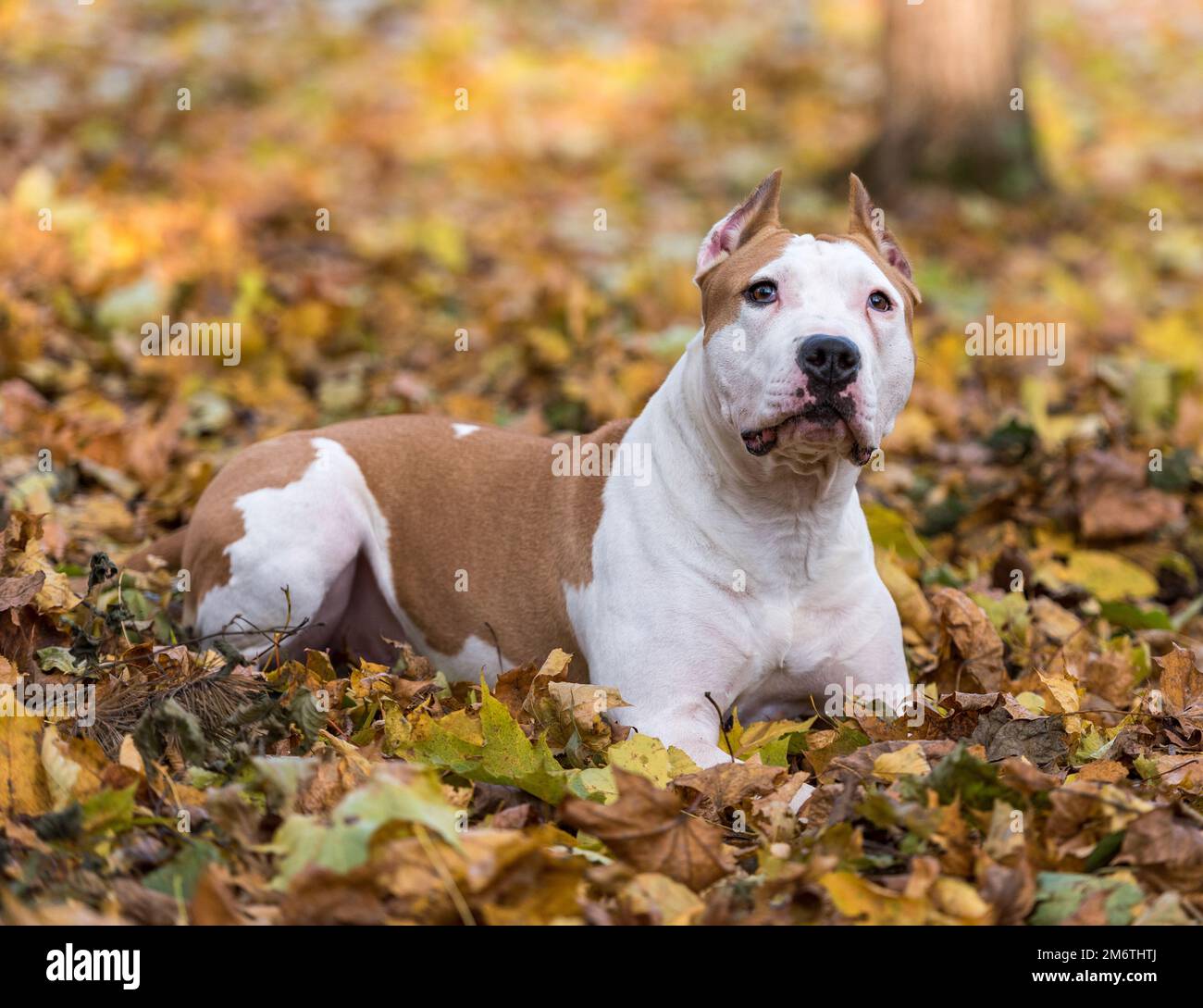 Magnifique chien Bulldog américain Banque D'Images