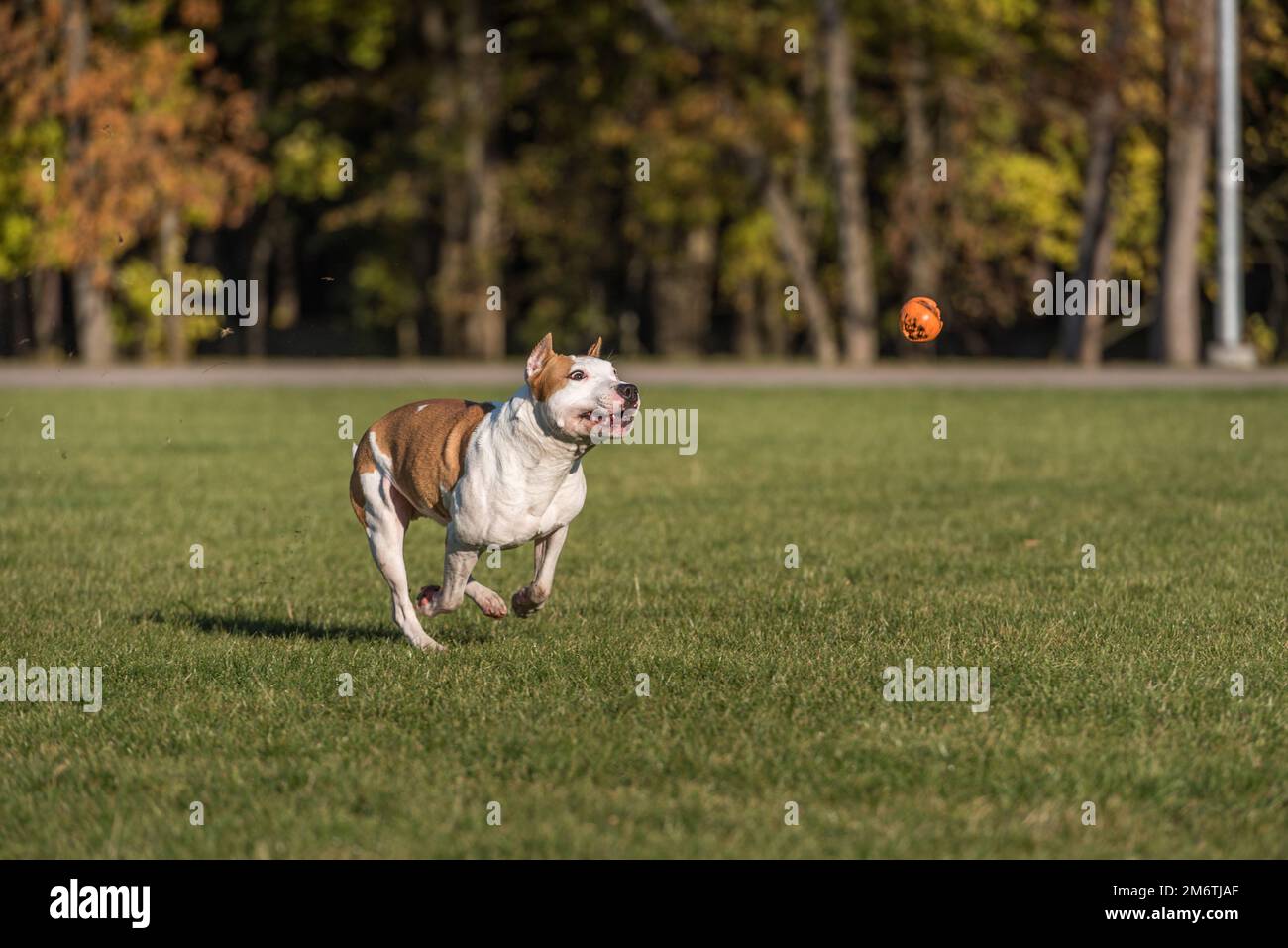Magnifique chien Bulldog américain Banque D'Images