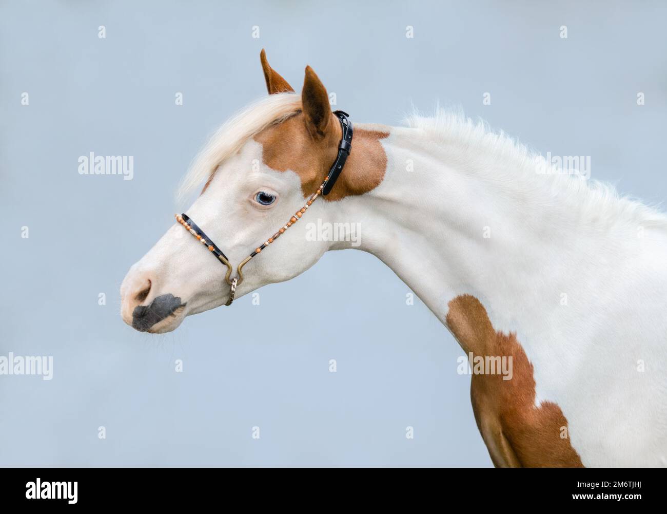 Portrait gros plan de peinture American miniature Horse sur fond bleu. Banque D'Images