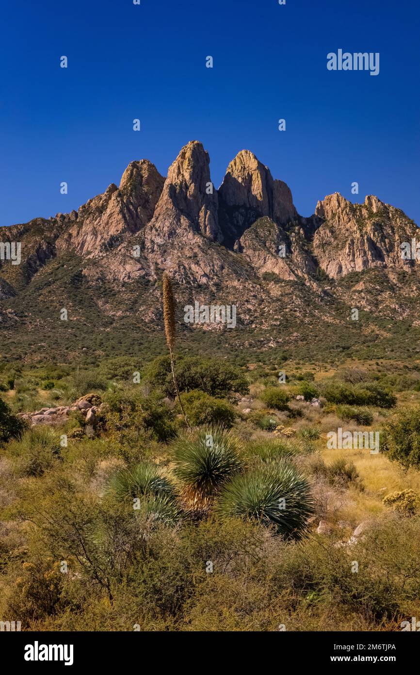 Desert Spoon, Dasylirion wheeleri, plante à Organ Mountains-Desert Peaks National Monument, Nouveau-Mexique, Etats-Unis Banque D'Images