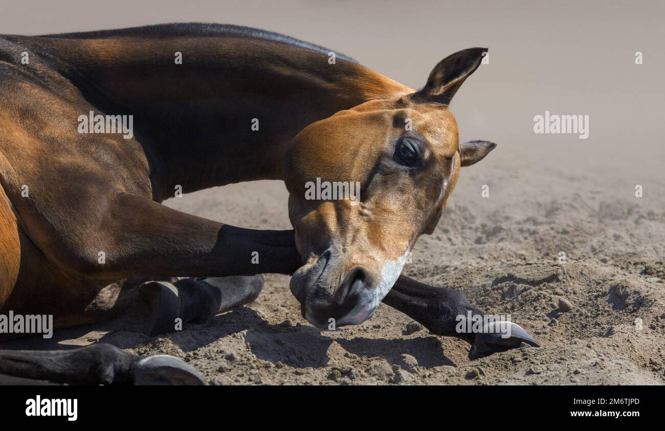 Gros plan des rouleaux de tiges Akhal-teke dans le sable. Banque D'Images