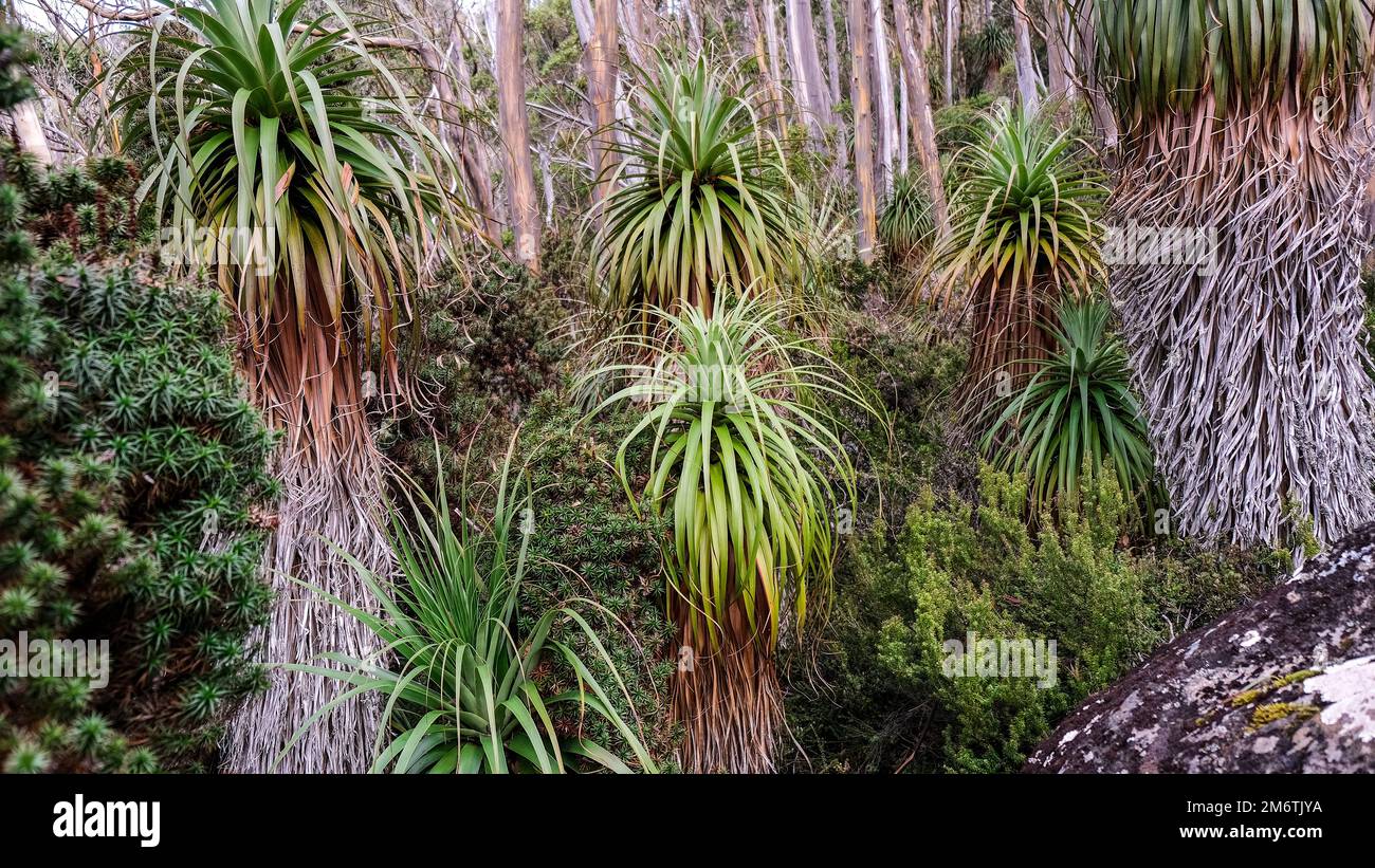 Un luxuriant bosquet de pandanis vert en pleine croissance dans le parc national de Mount Field, en Tasmanie. Banque D'Images