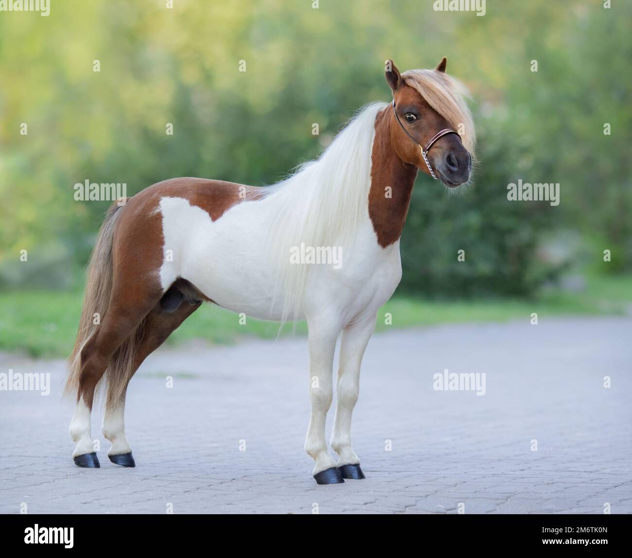 Portrait complet du skewbald American miniature Horse debout sur fond de nature. Banque D'Images