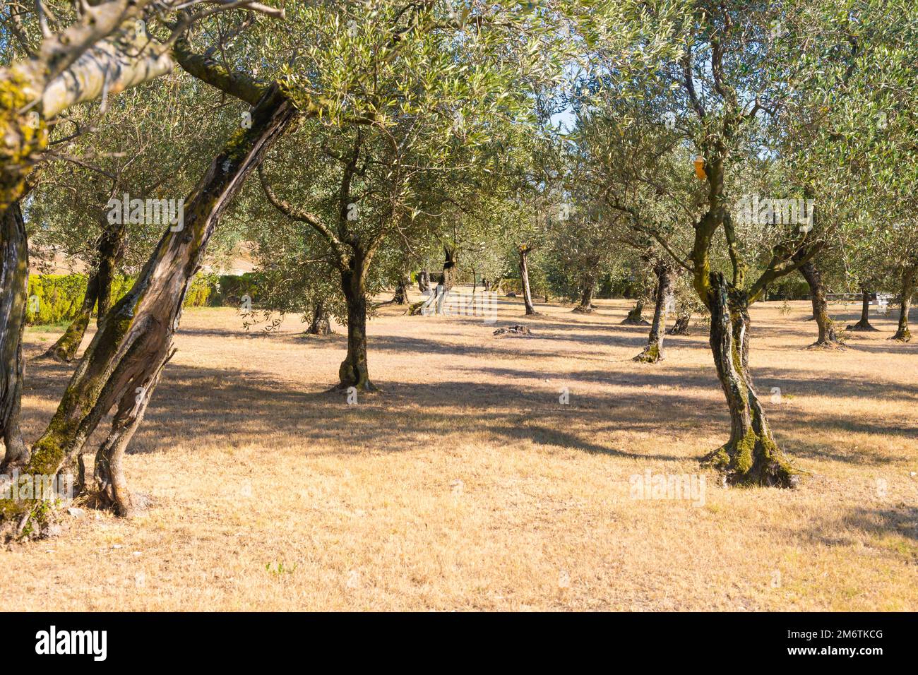 Culture d'oliviers en Italie. Plantation extérieure biologique dans un cadre rural. Banque D'Images