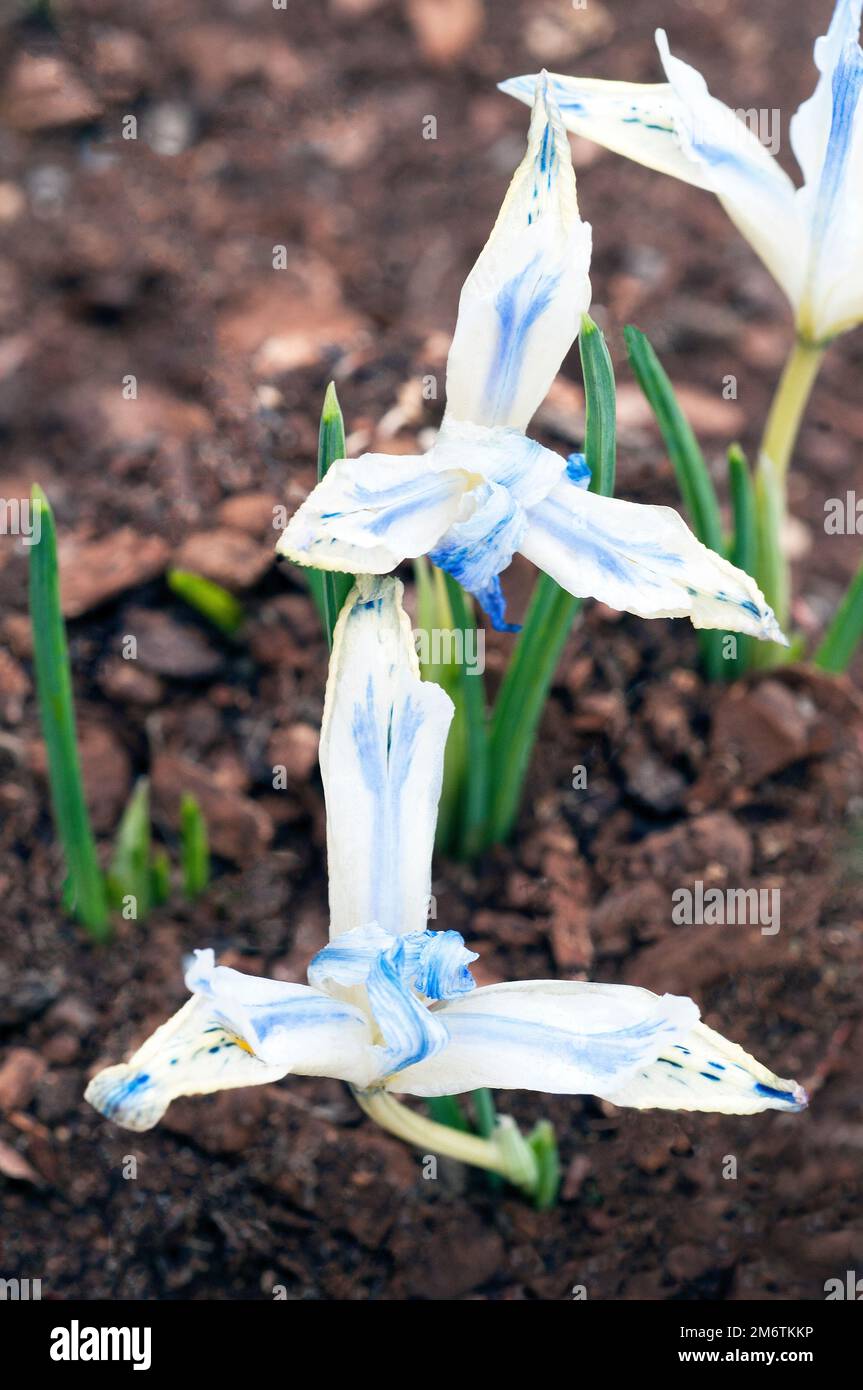 Gros plan de la naine Iris reticulata peint Lady en fleur à la fin de l'hiver ou début du printemps bleu blanc pétales jaunes une plante décidue qui est entièrement endurci Banque D'Images