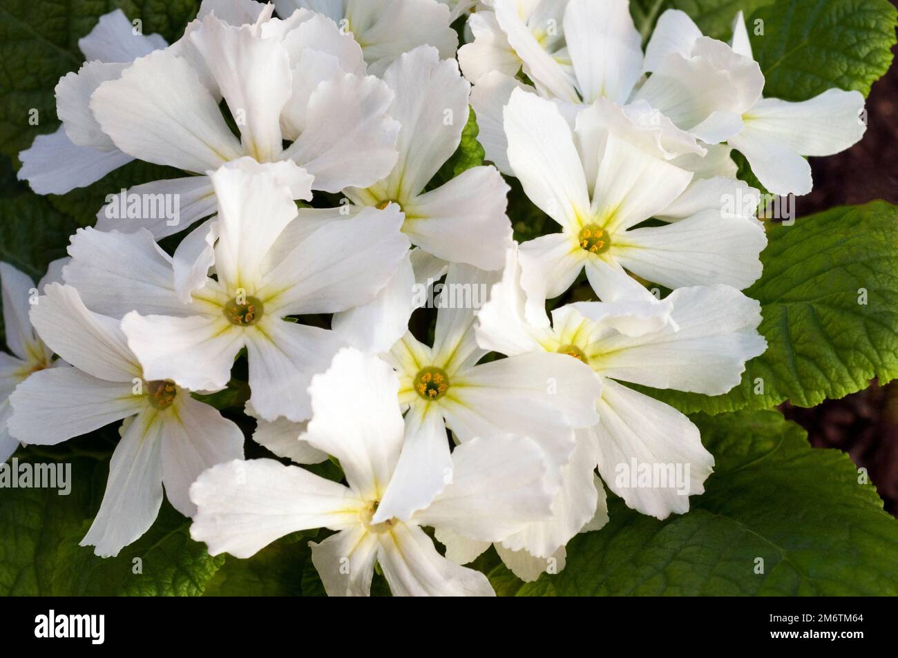 Gros plan des fleurs sur Primula Star Fever Un seul primulaceae blanc avec des fleurs en forme d'étoile au début à la fin du printemps est vert permanent et entièrement endurci. Banque D'Images
