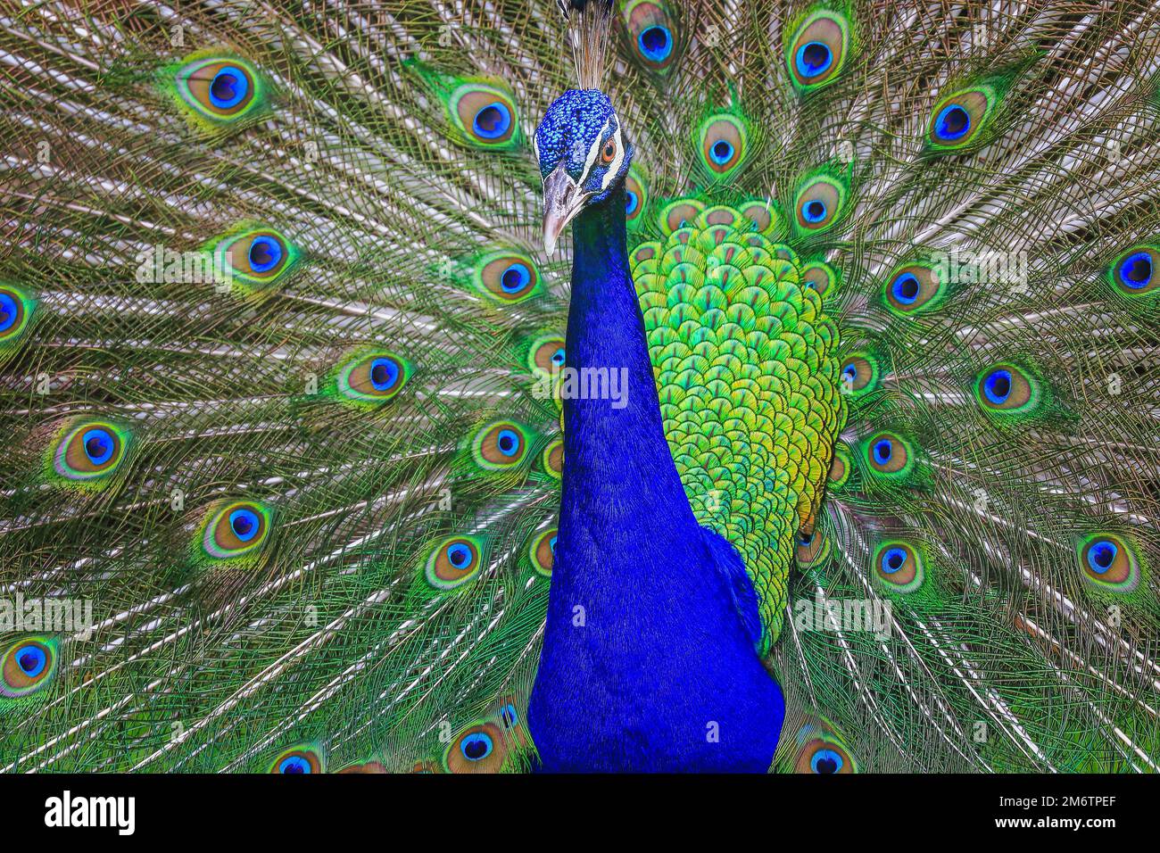 Magnifique paon bleu avec plumes bronzé Banque D'Images