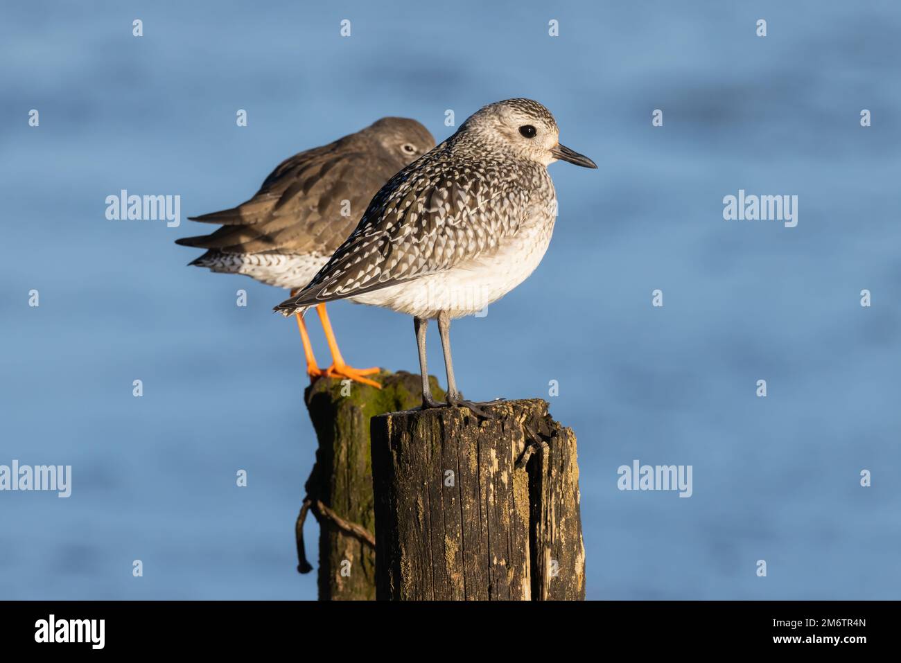 Trèfle gris debout sur un poteau en bois à côté d'un Redshank Banque D'Images