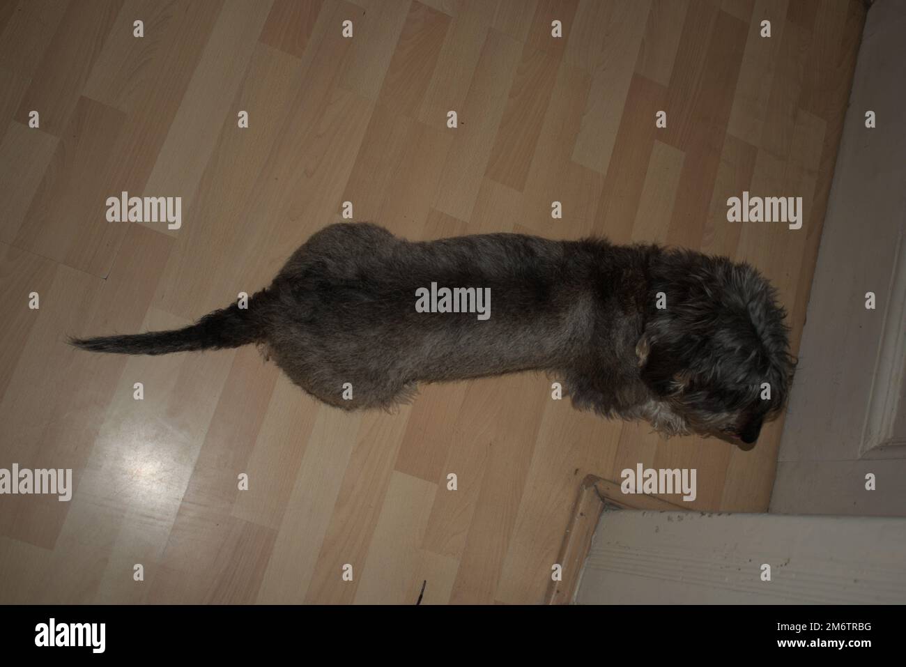 Un dachshund à poil dur dans un appartement Banque D'Images