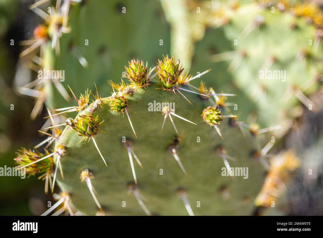 Une plante de cactus sauvage épineuse dans le parc national de Saguaro, en Arizona Banque D'Images