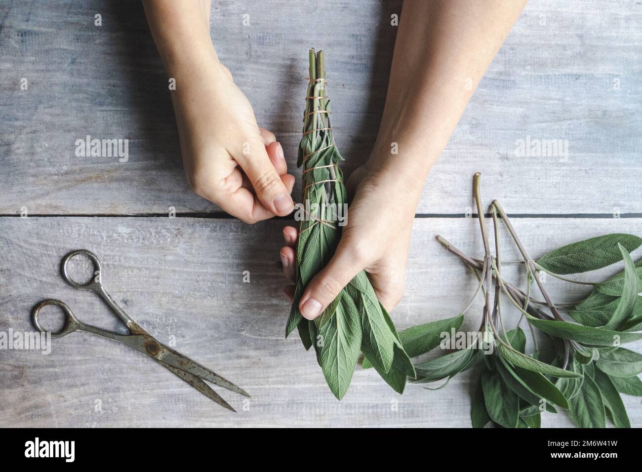 Fabrication de bâtonnets de sauge, mains enveloppent la corde autour de la feuille de sauge, encens naturels pour la maison et la méditation Banque D'Images