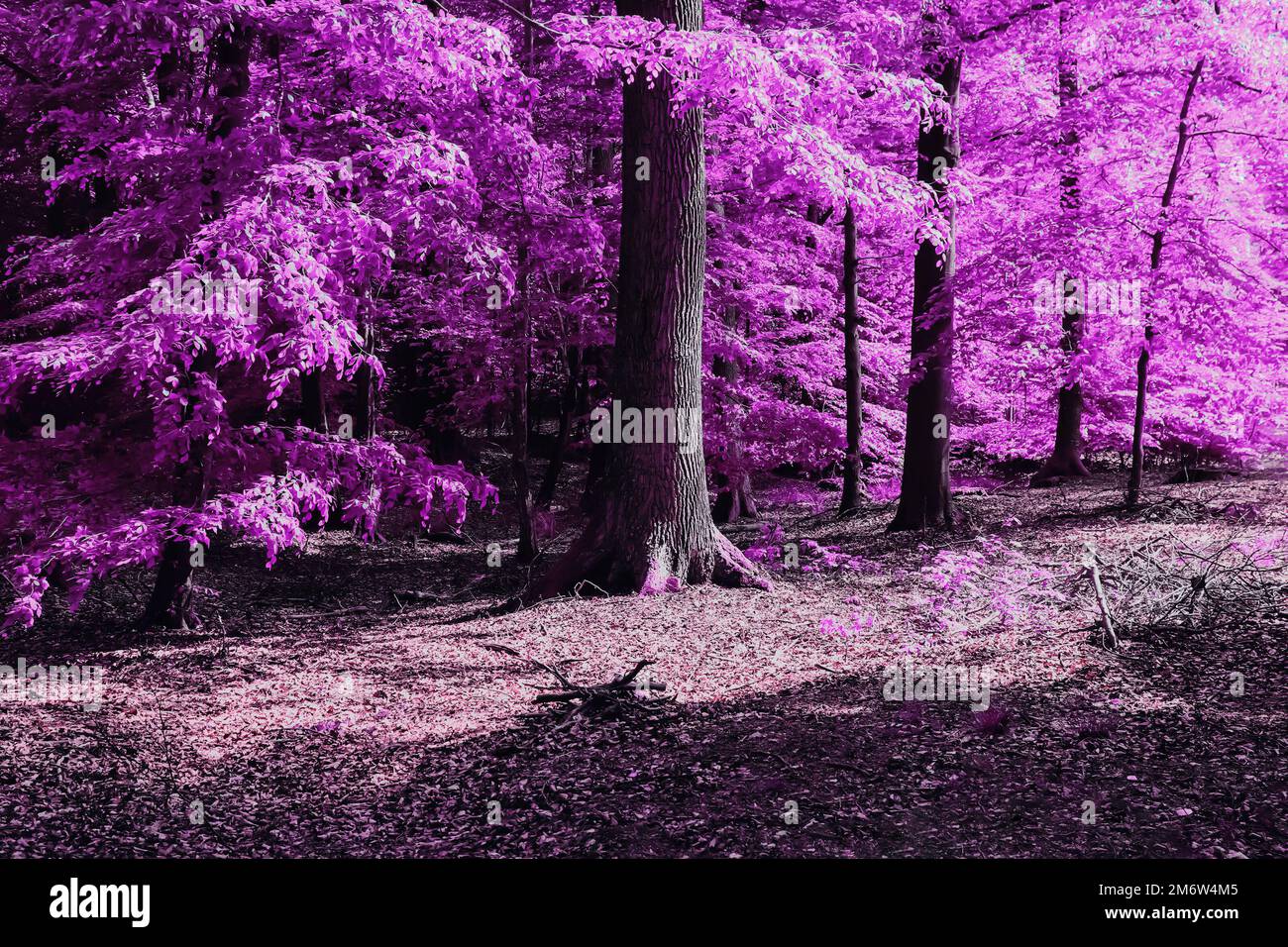 Magnifique panorama infrarouge rose et violet d'un paysage de campagne avec un ciel bleu. Banque D'Images