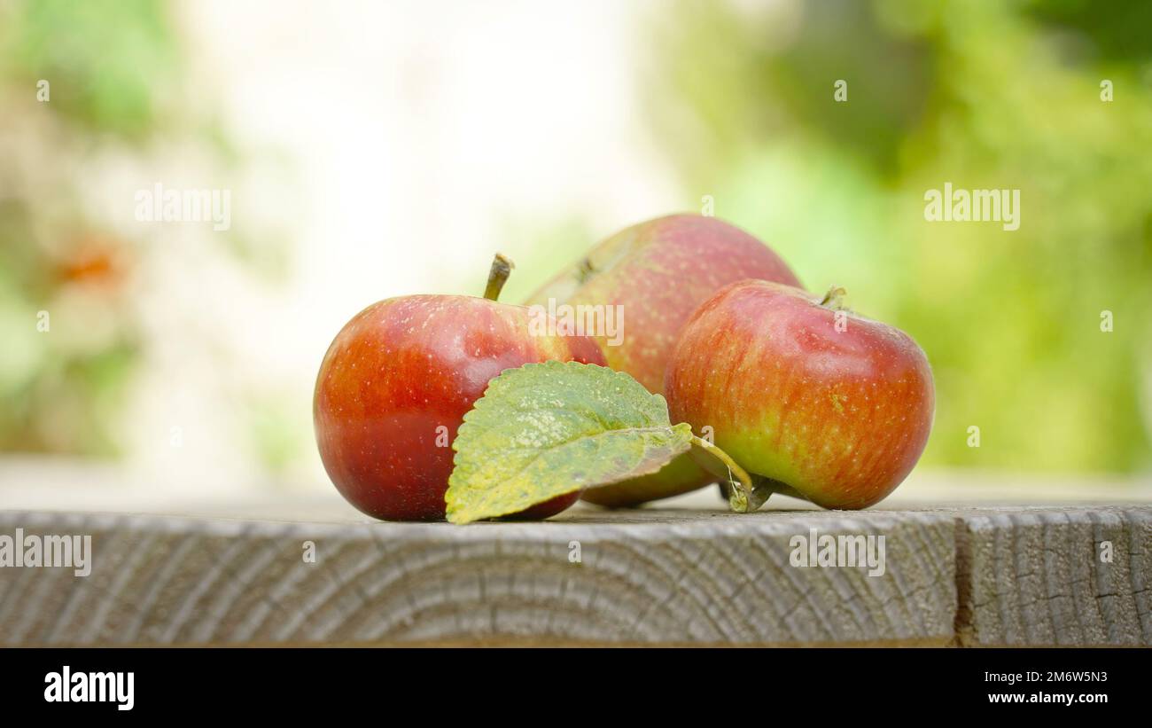 Trois pommes dans le jardin sur fond de table en bois Banque D'Images