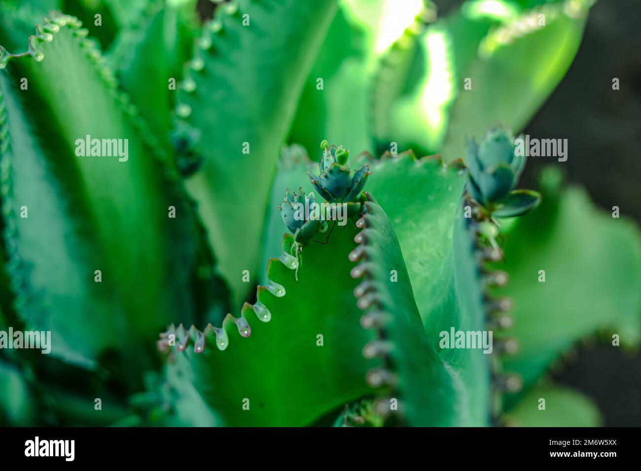 Décoration de jardin verticale, plantes décoratives poussant dans des pots d'arbre. Banque D'Images