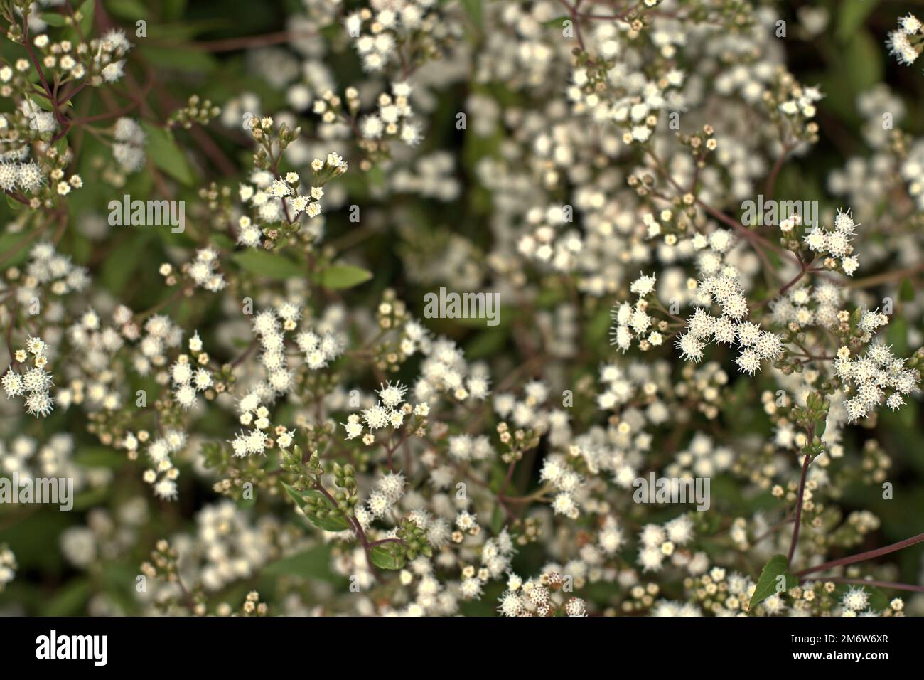 Plante à fleurs sauvages dans l'écosystème de la forêt pluviale submontagnarde, vue lors d'une excursion dans la forêt tropicale dans le parc national du Mont Gede Pangrango, à Java-Ouest, en Indonésie. L'excursion est l'une des activités qui sont gérées et guidées comme source de revenu de remplacement pour les agriculteurs vivant dans les villages environnants. Banque D'Images