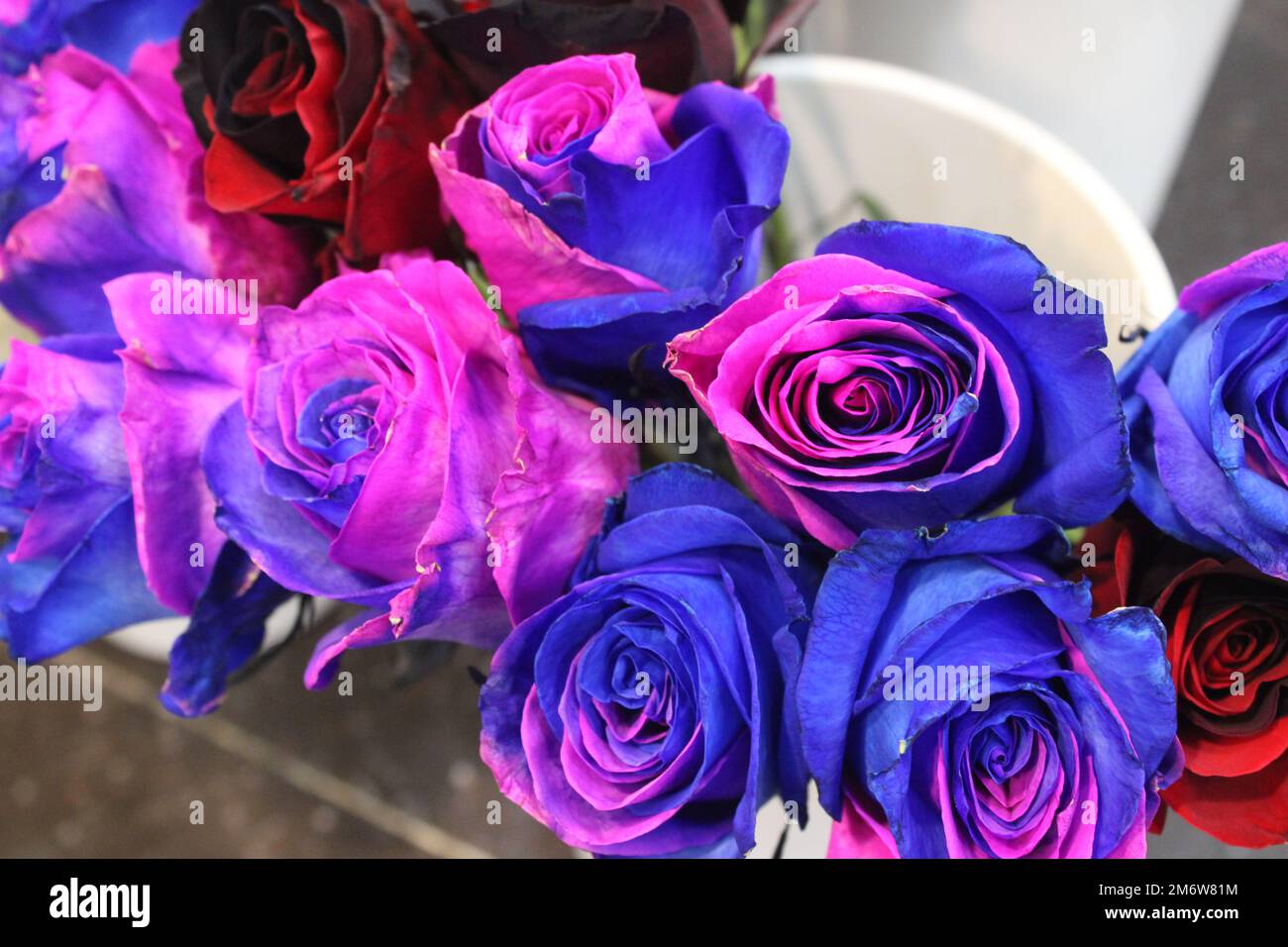 Roses rose et bleu bicolores dans la boutique de fleuriste Banque D'Images