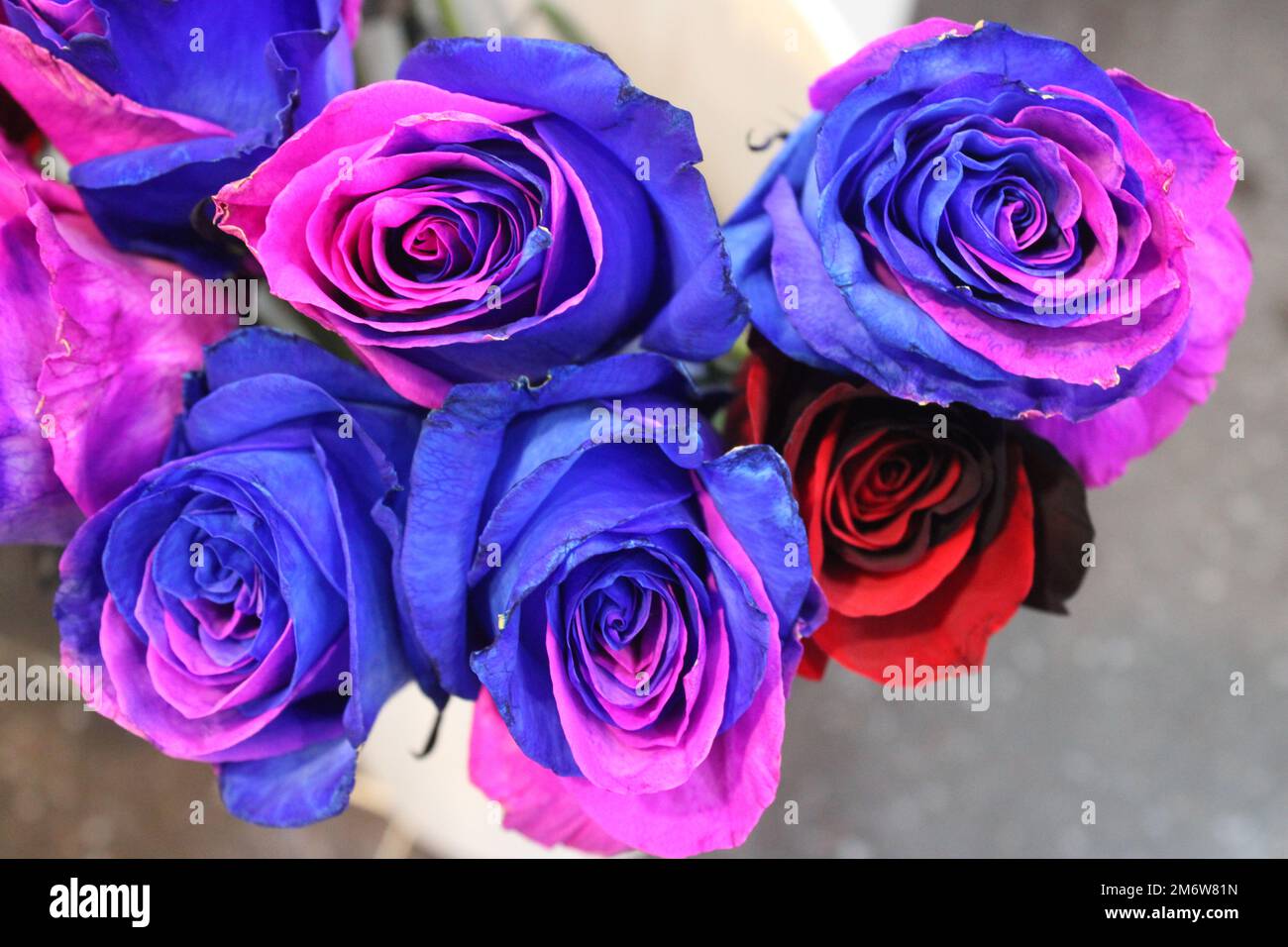 Roses rose et bleu bicolores dans la boutique de fleuriste Banque D'Images
