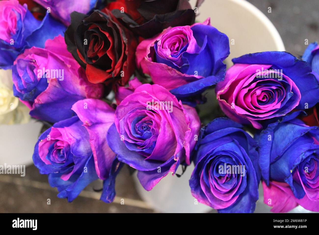 Roses rose et bleu bicolores dans la boutique de fleuriste Banque D'Images