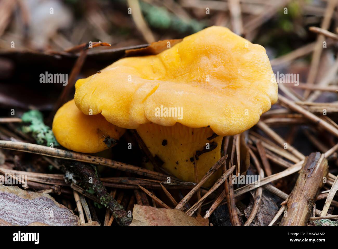 Chanterelle dans une forêt de pins Banque D'Images