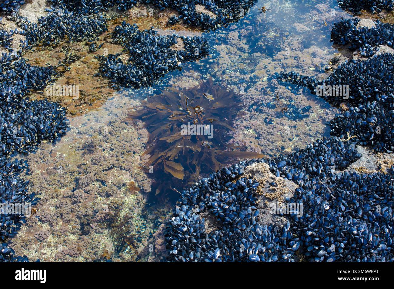 Un regard sur la vie en Nouvelle-Zélande : fruits de mer abondants, algues comestibles et coquillages sur une côte rocheuse. Banque D'Images
