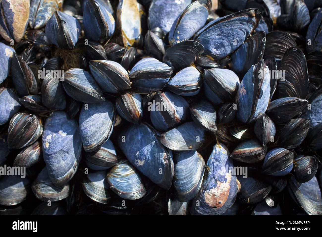 Un regard sur la vie en Nouvelle-Zélande : fruits de mer abondants, algues comestibles et coquillages sur une côte rocheuse. Banque D'Images