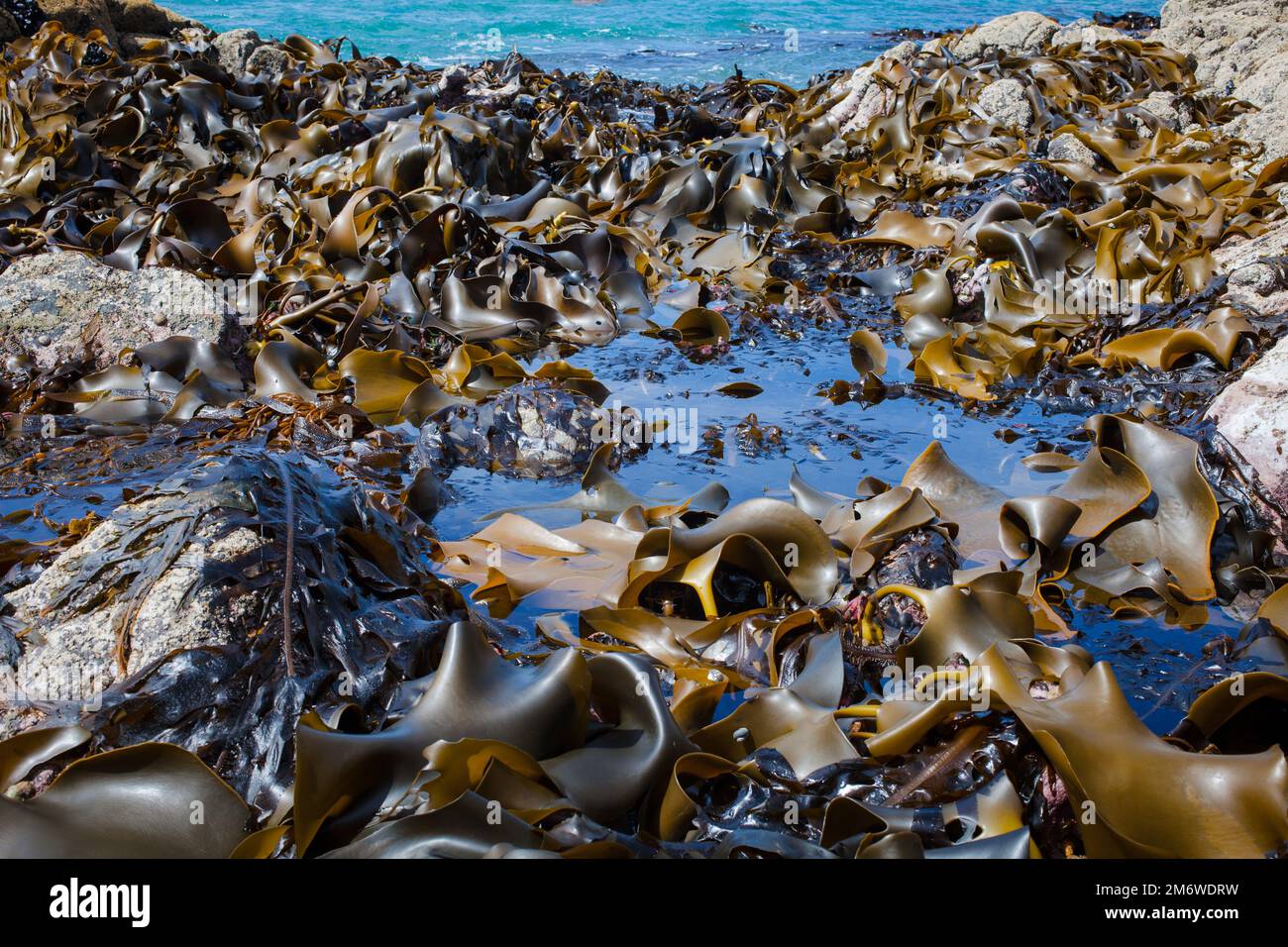 Un regard sur la vie en Nouvelle-Zélande : fruits de mer abondants, algues comestibles et coquillages sur une côte rocheuse. (Undaria; Kelp de taureau; Kelp de vessie; moules). Banque D'Images