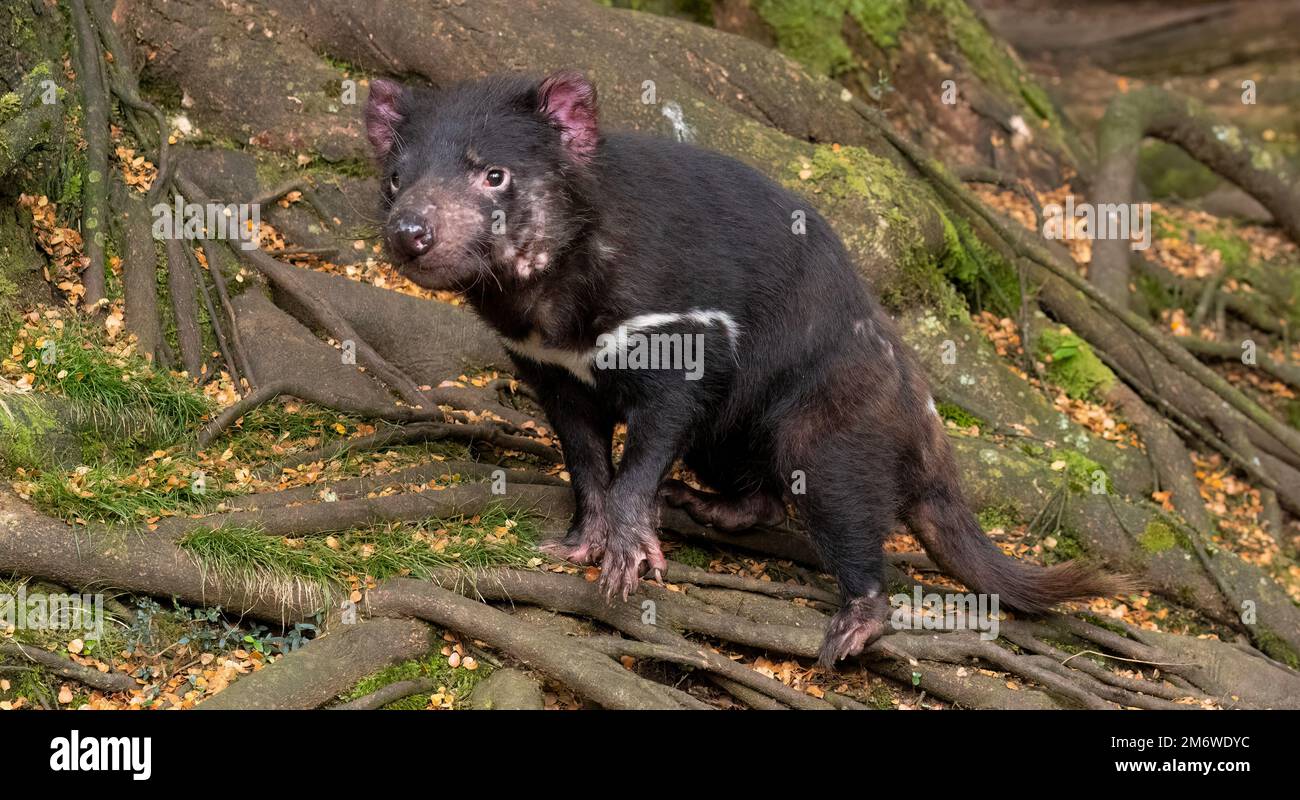 Les diables de Tasmanie au centre de soins et d'élevage de montagne de Cradle sont les plus grands marsupiaux carnivores du monde. Banque D'Images