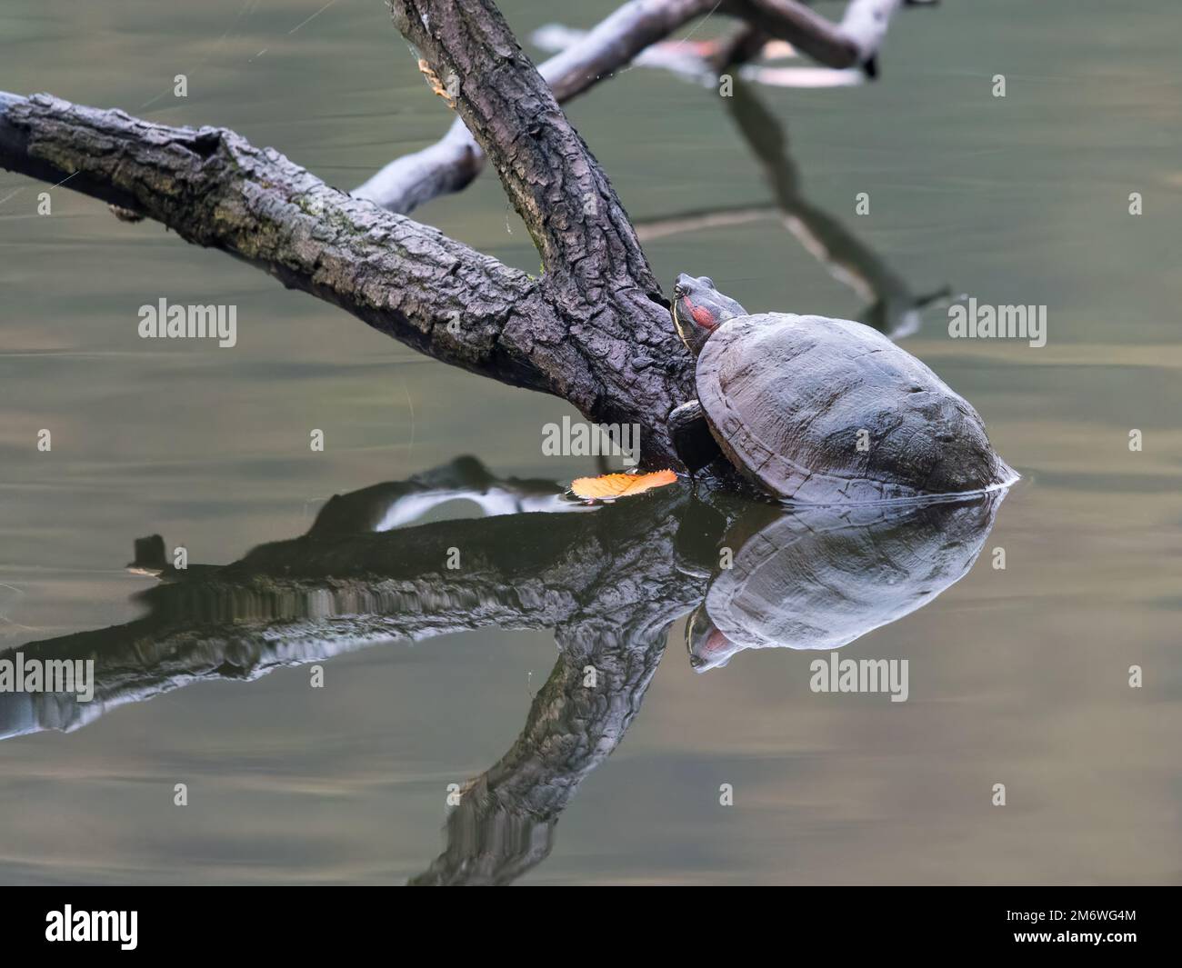 Gros plan de grenouille dans le lac Banque D'Images