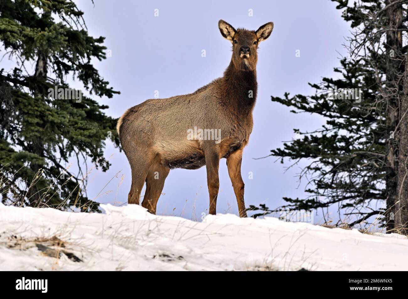 Un wapiti sauvage « Cervs elaphus », debout au sommet d'une colline enneigée dans les régions rurales du Canada de l'Alberta. Banque D'Images