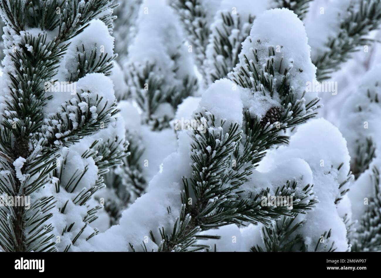 Image horizontale d'une branche de pin recouverte de neige et de gel Banque D'Images