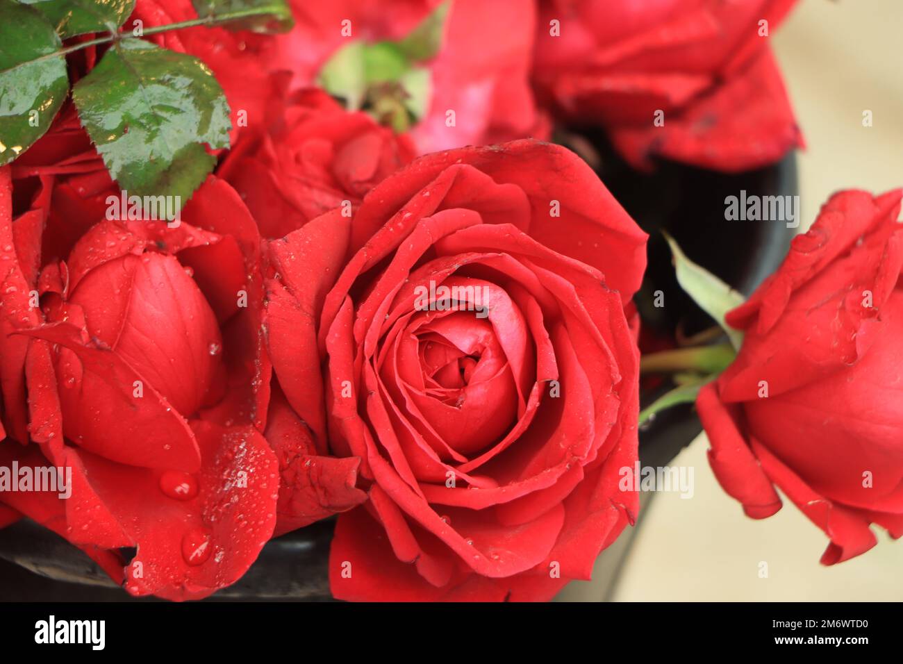 Fond rose rouge naturel. Atmosphère de célébration, d'amour et de célébration Banque D'Images