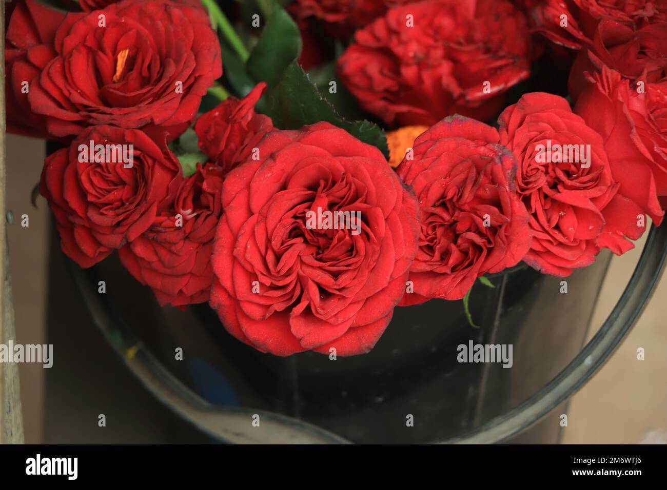 Des roses rouge foncé close up texture background Banque D'Images