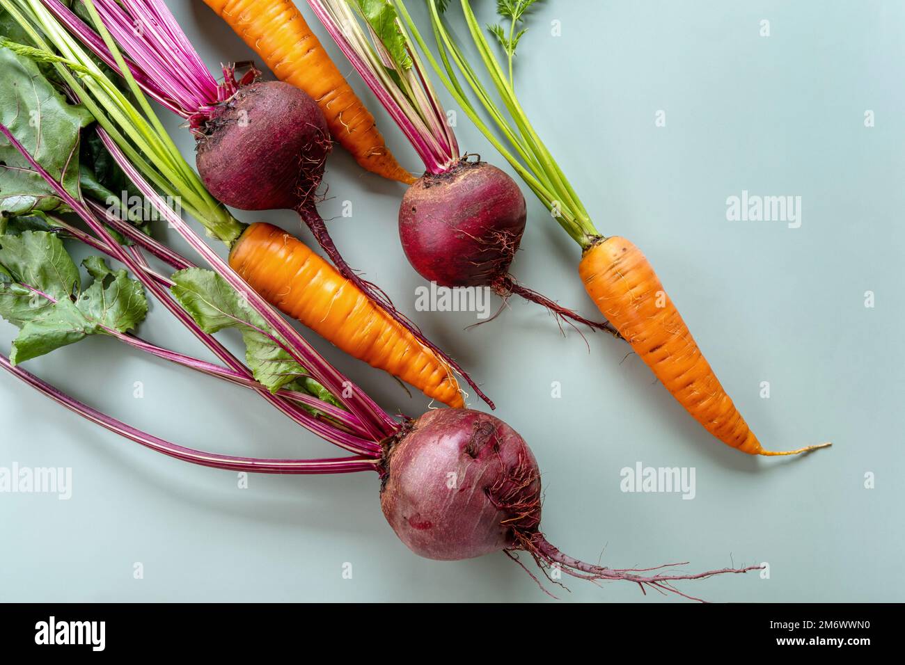 Récolte fraîchement botte. Légumes frais de ferme sur fond pastel. Aliments biologiques sains, carottes crues et betteraves Banque D'Images